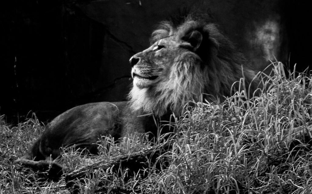 black and white photograph of male lion