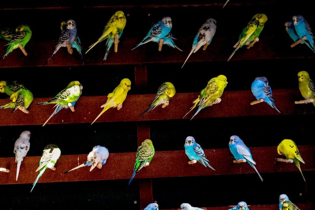 photo of 28 parakeets each on their own perch, highly saturated